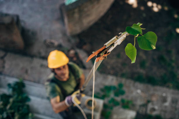 Best Commercial Tree Services  in Rockfish, NC